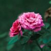 Pink flowers against a dark background