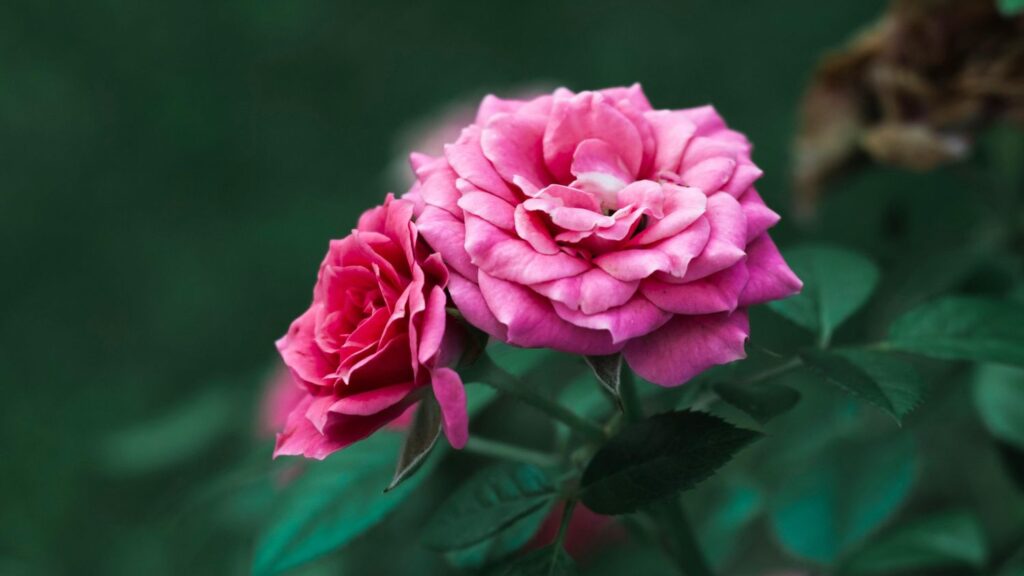 Pink flowers against a dark background