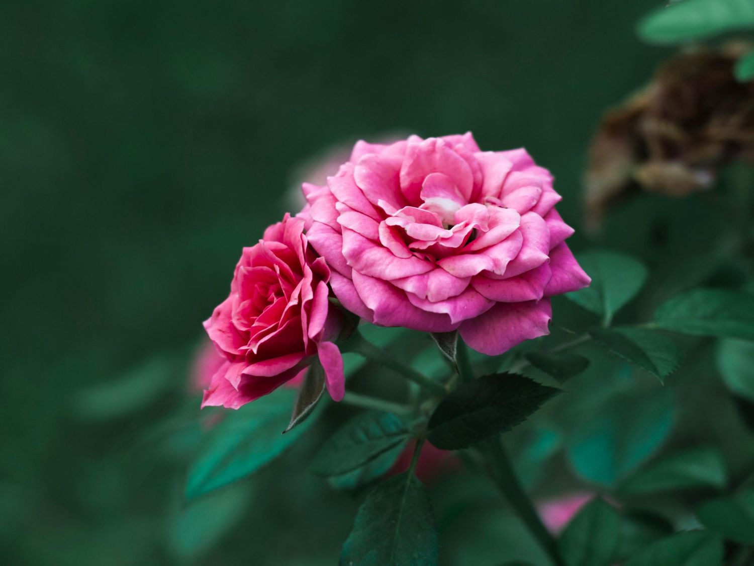 Pink flowers against a dark background