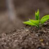 A plant growing out of soil.