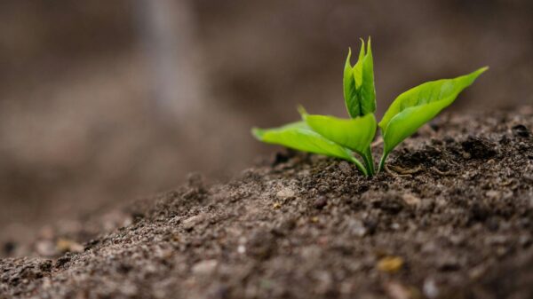 A plant growing out of soil.