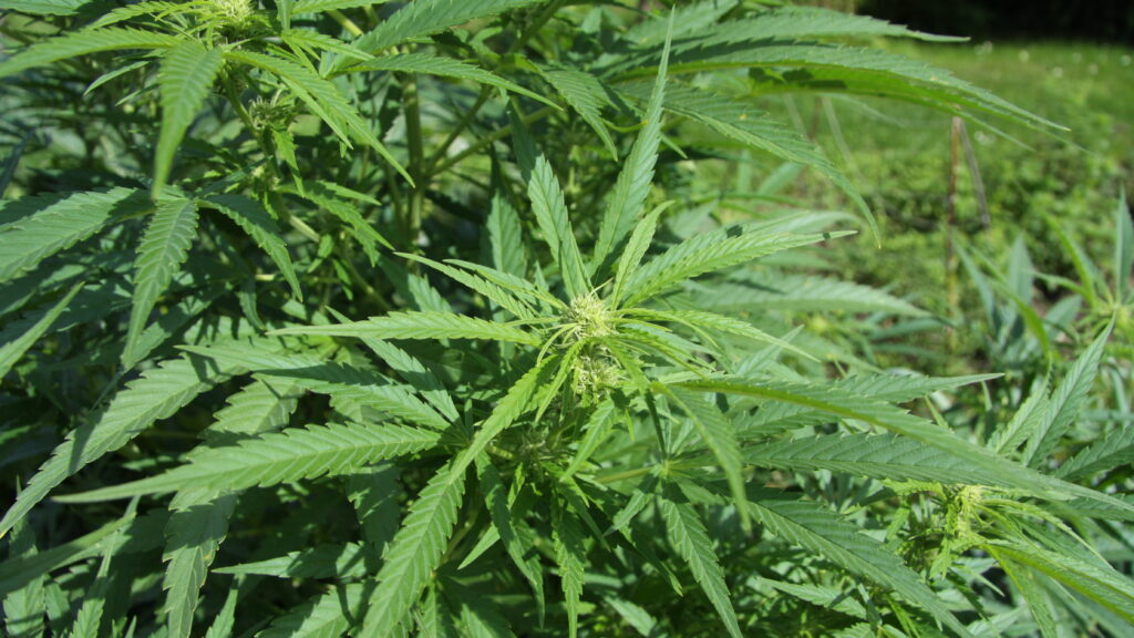Cannabis sativa plant
