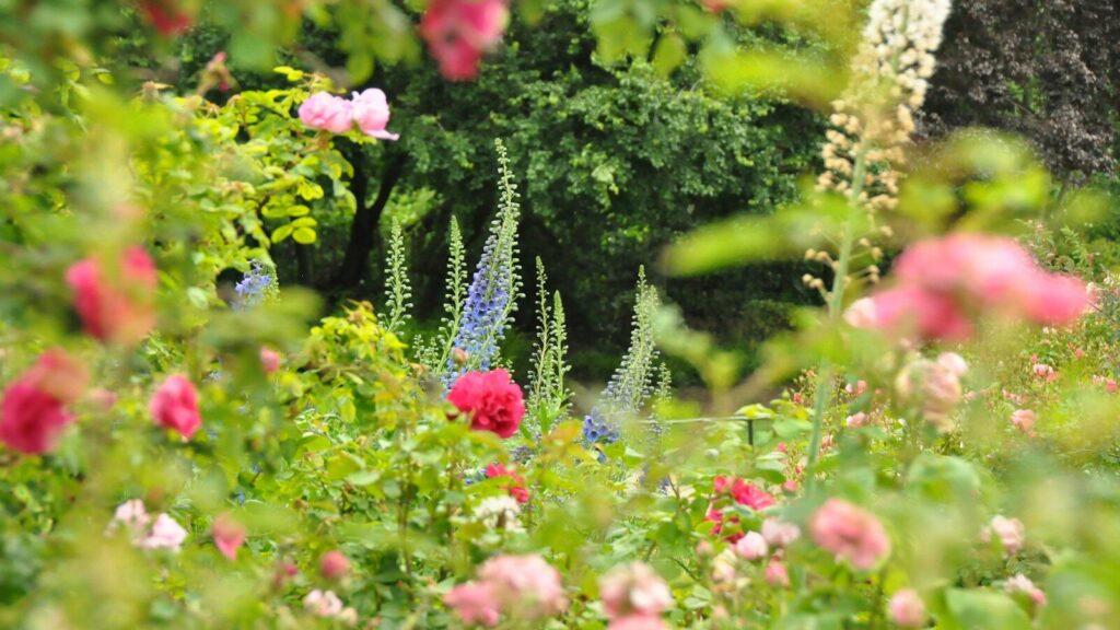 a garden filled with lots of pink and purple flowers