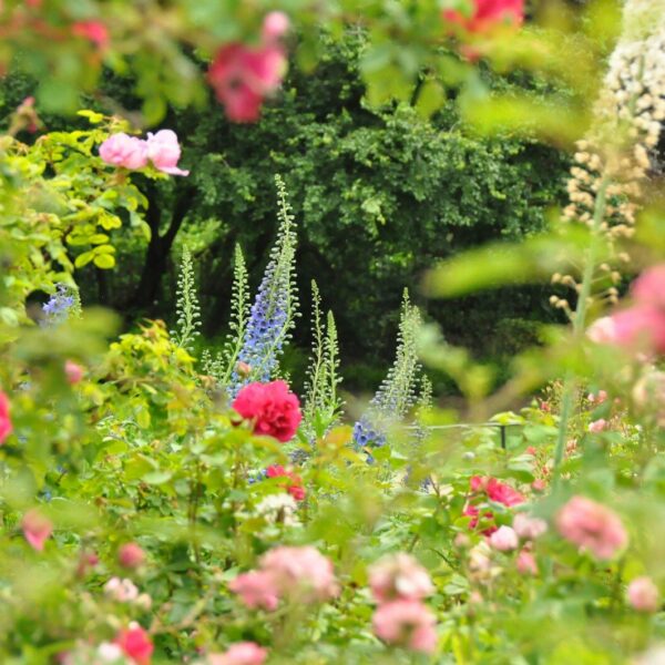 a garden filled with lots of pink and purple flowers